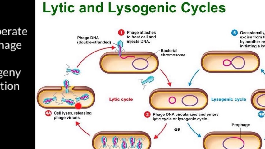 Цикл бактерии. Жизненный цикл вирулентного бактериофага. Литический и лизогенный цикл вирусов. Литический и лизогенный цикл бактериофага. Жизненный цикл литического бактериофага.