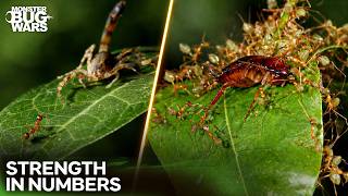 From Tiny Victims to Unstoppable Legions | Monster Bug Wars