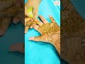 Here is the amazing bridal hand mehndi design glimpse bridal hand designmehandi weddingmehndi