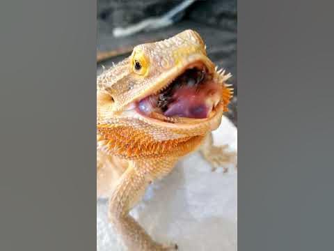ASMR-CRUNCHY McCruncherson | C.J. McQuade Bug Bash! | #stayrad#reptiles