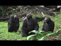 Faces of Africa - The Chimp Man of Mahale