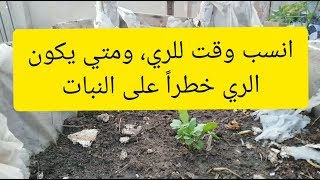 افضل وقت لسقي النباتات | وكيف اتأكد من جفاف التربه | ازرع سطحك