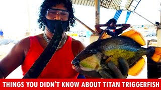 Things You Didn't Know About Titan Triggerfish | Fish Cutting Skills