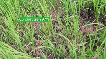 Chuyên gia trừ cỏ cháo chác - BASAGRAN 480SL