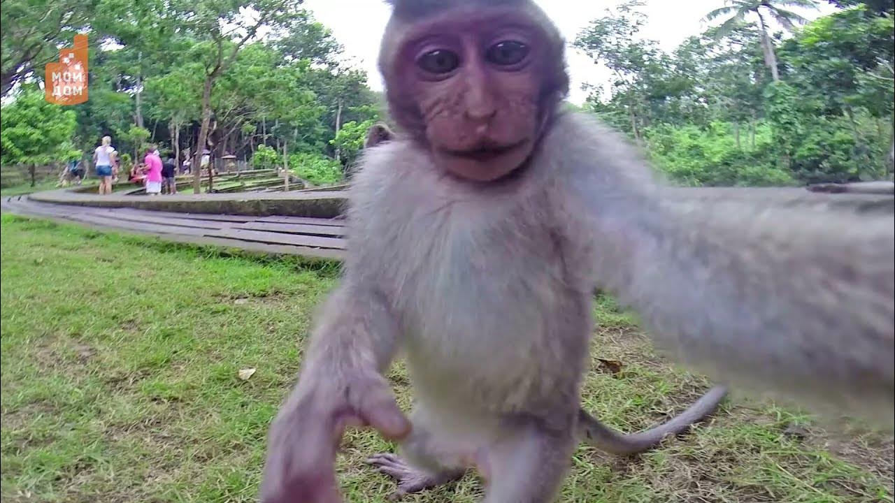 Обезьяны. Смешные картинки с животными. Baby chimpanzee. Айчувава no monkey. Дикая обезьяна.