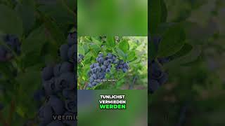 Heidelbeeren: Ernte, Verwendung & seltene Sorten erklärt #shorts