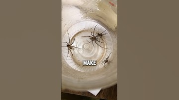 Beware Of These Spiders