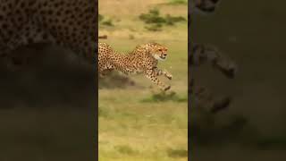 Download #yournaturegram Video MP3 #yournaturegram