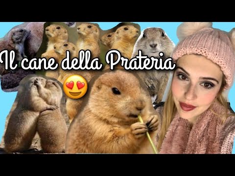 VI PRESENTO IL CANE DELLA PRATERIA