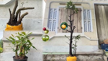 13/12/2025. PHÔI THỊ, THỊ LỌ NỒI + CÂY THUẦN CHẬU: ỎI SẺ, CUI, HẢI CHÂU, KIM SA TÙNG ,....... 