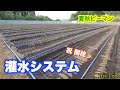 【夏秋ピーマン】畑の水やり方法『灌水システム』『灌水チューブ』
