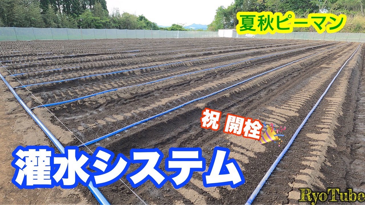 【夏秋ピーマン】畑の水やり方法『灌水システム』『灌水チューブ』