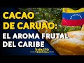 CACAO DE CARUAO: El aroma frutal del Caribe | 🟡 Impacto Venezuela