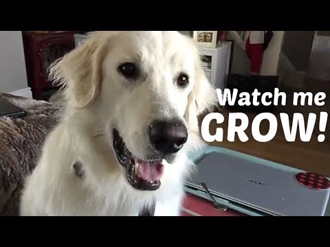 puppy paradise VLOGMAS DAY 5 - From marshmallow puppy to adult dog/polar bear!