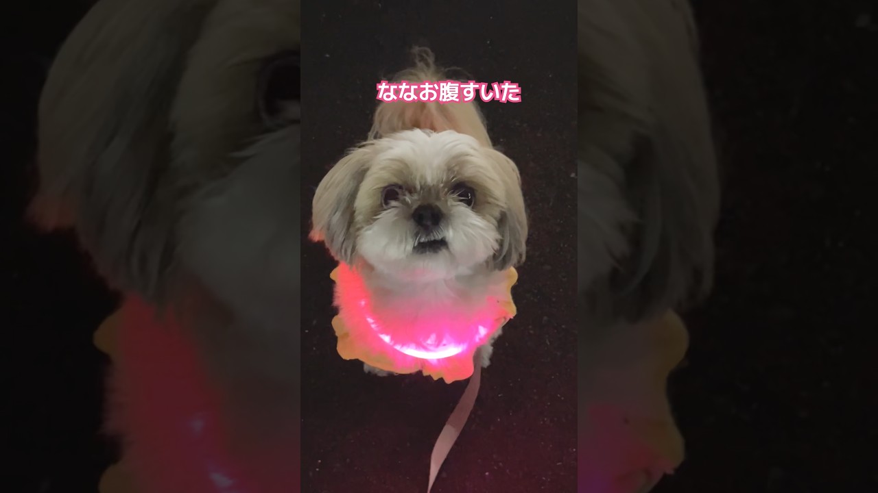ななちゃんと夜のお散歩🐶 #シーズー #犬 - YouTube