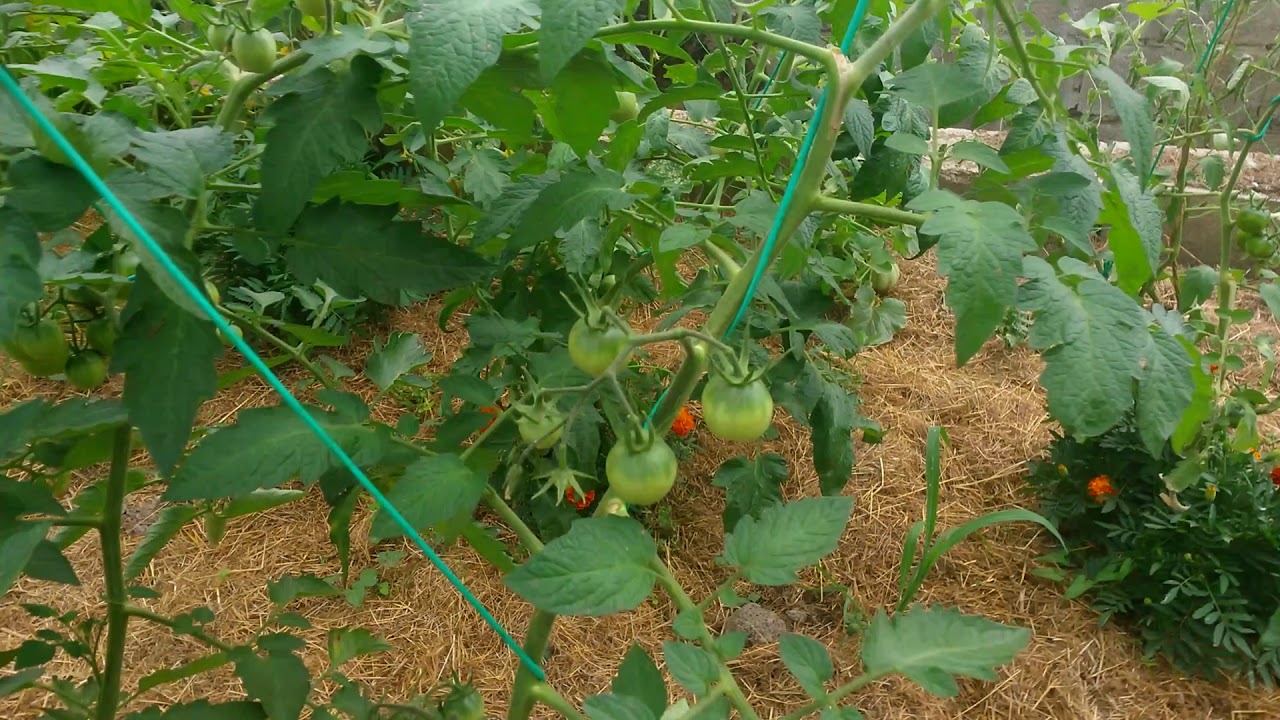 feuille de tomate qui se recroqueville