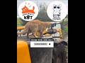 Pelan benar || Kucing Lucu Paling Ngakak Part 1865 || #funny #shorts #fyp