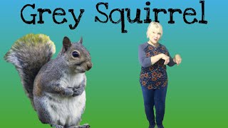 Grey squirrel, swish your bushy tail! Sing and move with the squirrel!  For kids aged 2 through 6.