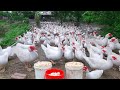 Raise muscovy to lay eggs effectively repair muscovy coop  soson farm