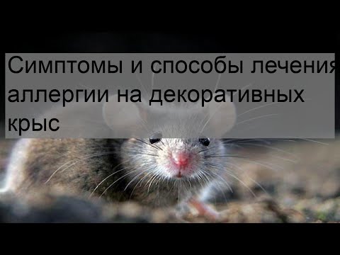 Симптомы и способы лечения аллергии на декоративных крыс