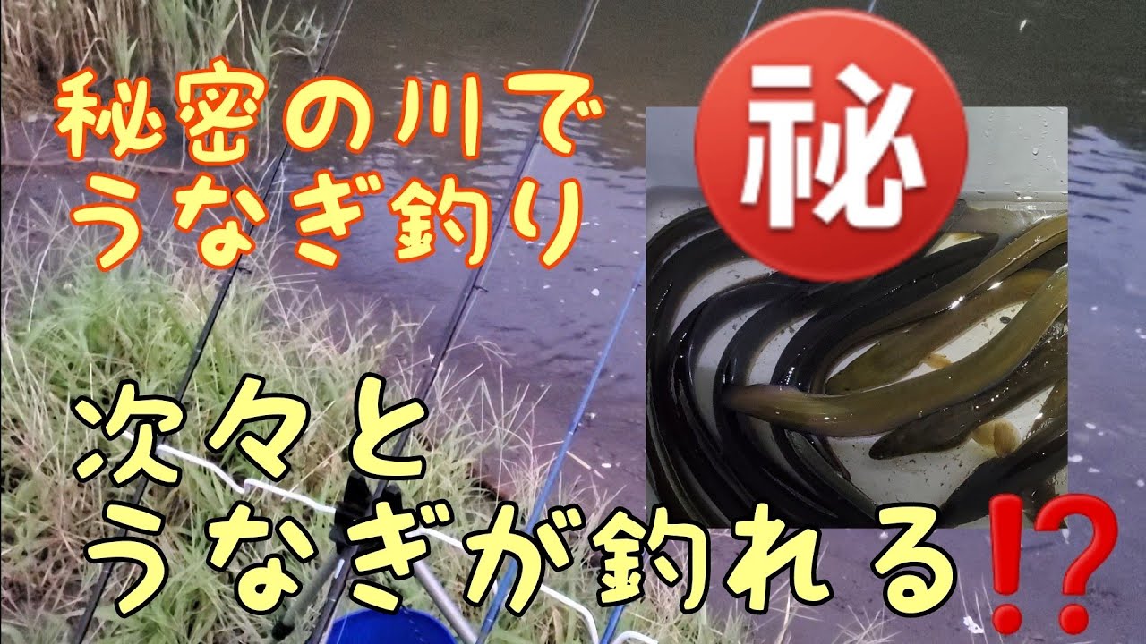 次々とうなぎが釣れる、秘密の川でうなぎ釣り❗蒲焼きへの道‼️