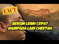 Bersin lebih cepat daripada Lari Cheetah | Fakta | Short