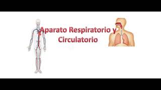 Relación entre Sistemas Circulatorio y Respiratorio