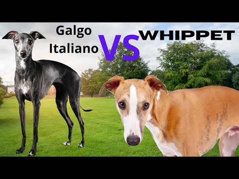 Vídeo: Qual é a diferença entre o galgo italiano e o Whippet?