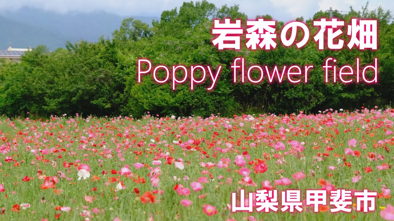 甲斐市岩森の花畑 ポピー 山梨県 ４k Poppy Flower Field Fuji Film X S10 花スポット Youtube