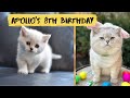 Cat apollos turning 8 year old  memories from his life
