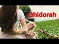 ¿Qué pasó con la serpiente que compre en ANIMALIA? - Pitón bola fase fire 🐍💜