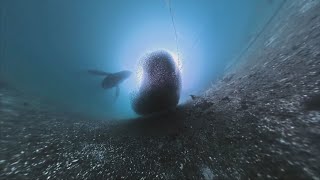 'It took your breath away': Underwater camera spots incredible footage of whale