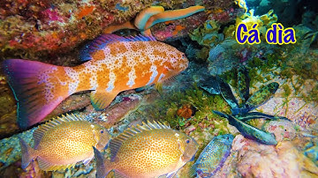 Rất Nhiều Cá Rìa Bông Cá Mú Tại Điểm Lặn 10 Sải Tay | Thử Đi Xa 100 Hải Lý Bắt Hải Sản