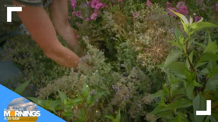 Proctor's Garden: Time to trim back the catmint