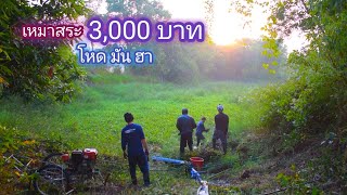 เหมาสระ 3,000 บาท สระร้าง 3 ปี หญ้ารกขนาดนี้ เจ้าถิ่นตัวโครตใหญ่ / บ้านนอก EP.431