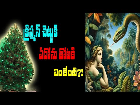 christmas Tree vs Eden Gardens || nktv entertainment