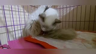 Paano mag -assist ng nanganganak na mamacat by Happy Cats PH 720 views 3 years ago 7 minutes, 54 seconds