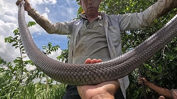 Kinh Khủng Khiếp Con Hổ Mang Chì Nó Lớn To Như Con Trăng Vậy | Mười Thương SB