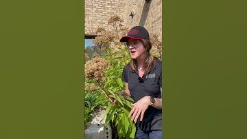 Saving Seeds - Part 1 (Introduction)