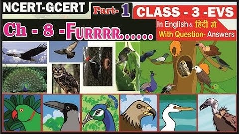 Furrr...IIFlying High || Evs class 3 NCERT || EVS CHAPTER 8 || FOR CBSE SCHOOLS II(Part 1)