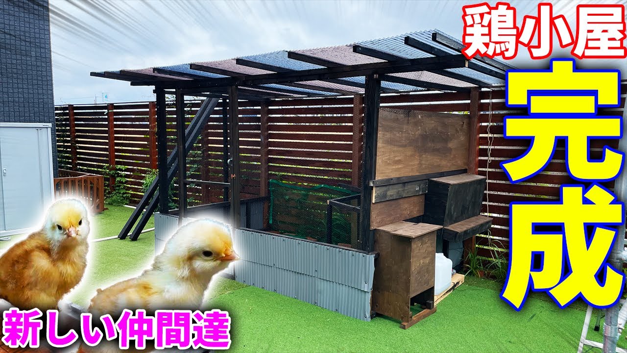 DIY】ついに鶏小屋が完成！＆新しい仲間を紹介！！ - YouTube
