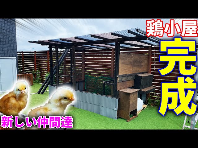 DIY】ついに鶏小屋が完成！＆新しい仲間を紹介！！ - YouTube