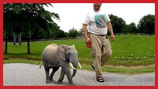 WORLD BIGGEST PET- 13 Smallest Animals In The World 2