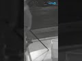 Colpo con la spaccata del Flex in una nota gioielleria di Aversa