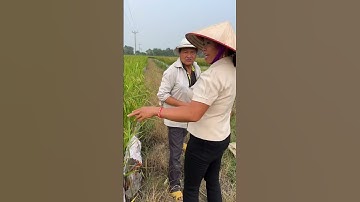 ỀU ôi, chả hiểu sao lại vật nhau ở đồng