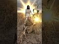 She Wept Over Her Dead Crops… Then Jesus Touched the Ground A Miracle That Changed