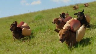 HEINZ Ketchup  Hot Dog Advert:  Wiener Stampede