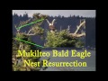 Mukilteo Eagle Nest Resurrection