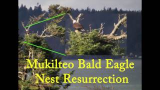 Mukilteo Eagle Nest Resurrection