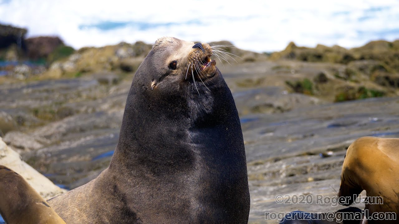 HDObservations : California Sea Lion (4K UHD)